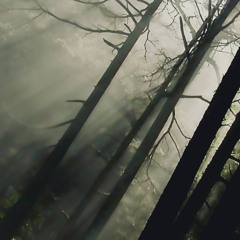 lost woods ~anxiety.wav boot~