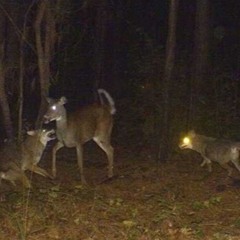 Coyotes at a Kill