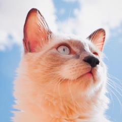 Blue Eyed Sky