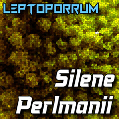 Silene Perlmanii