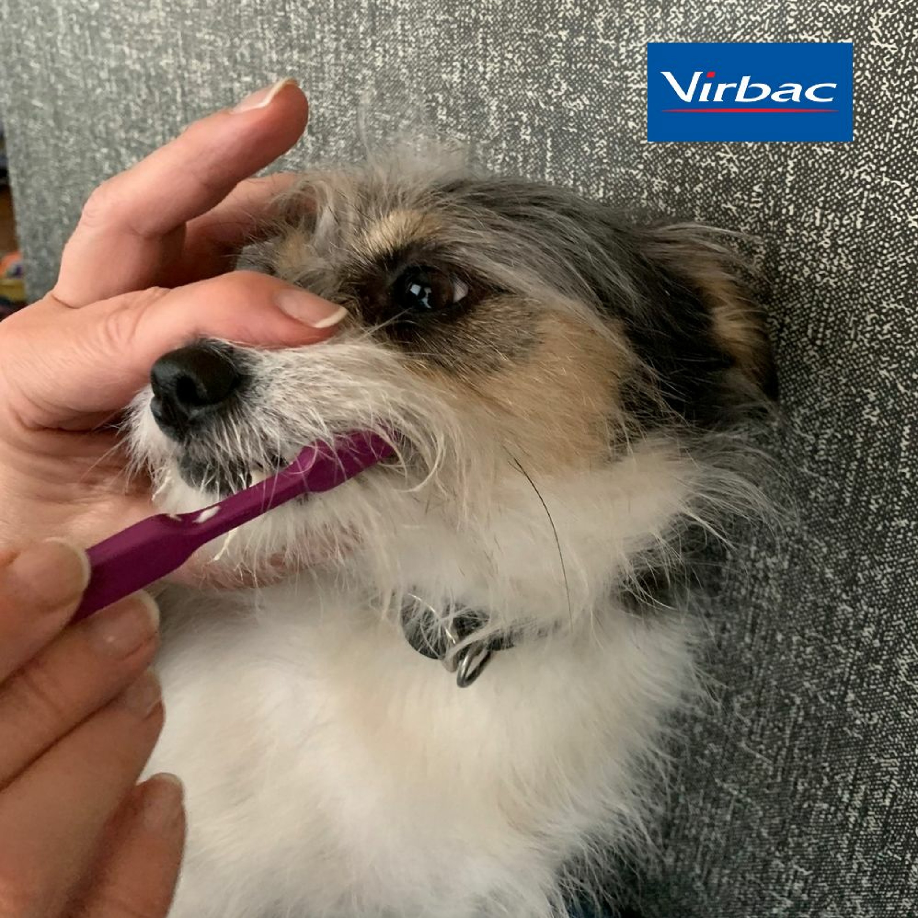 Elevating Dental Wellness: Good for the Pet. Good for the Practice episode artwork