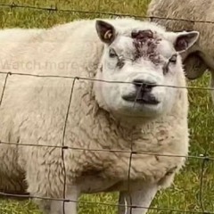 belgrade - Hoxton Bully Mix