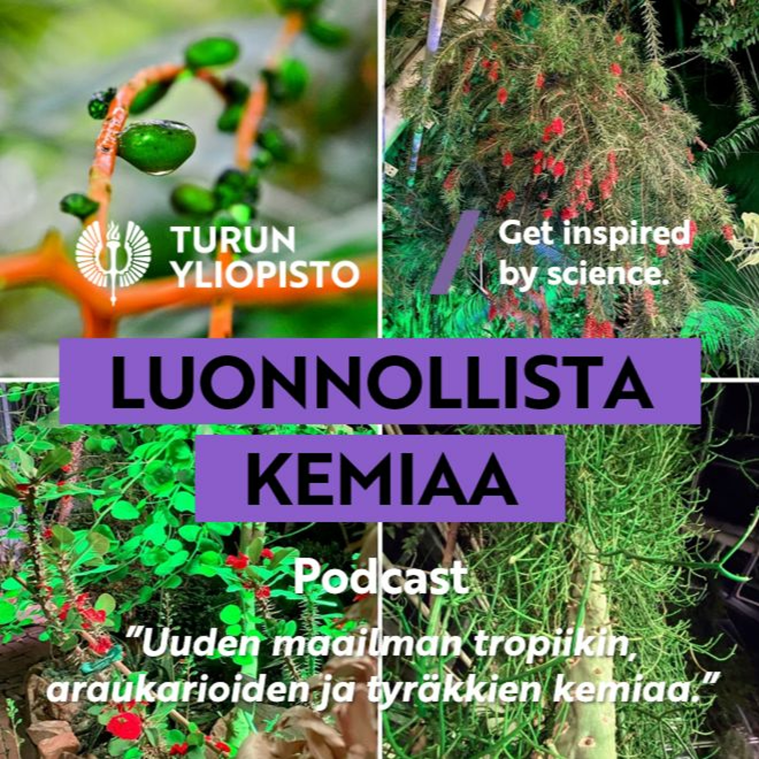 Luonnollista kemiaa: Uuden maailman tropiikin, araukarioiden ja tyräkkien kemiaa episode artwork