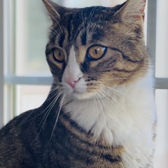 Myla Spay - Hammer 1