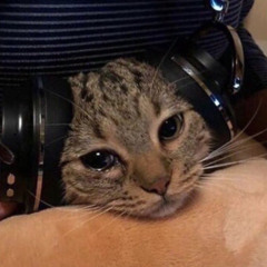 BB ACOUSTIC VERSION
