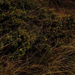 Innerfield2