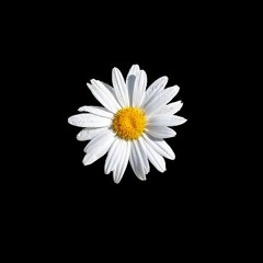 Daisy (w.319)