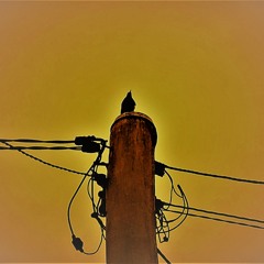 blackbird 808 Mix