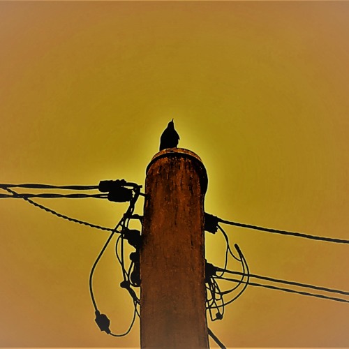 blackbird 808 Mix