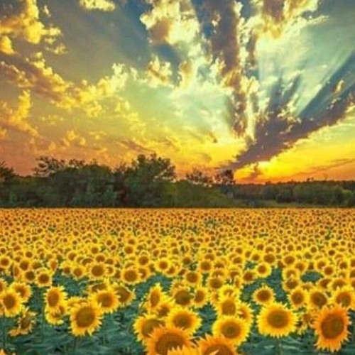 I Wanna Help Your Mind