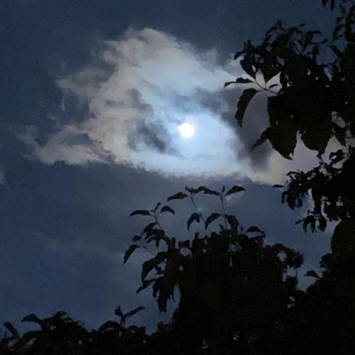 BOH BOH (Snippet) (Prod. By Fantom)