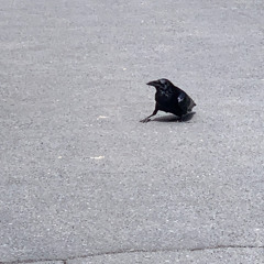 bird by bird