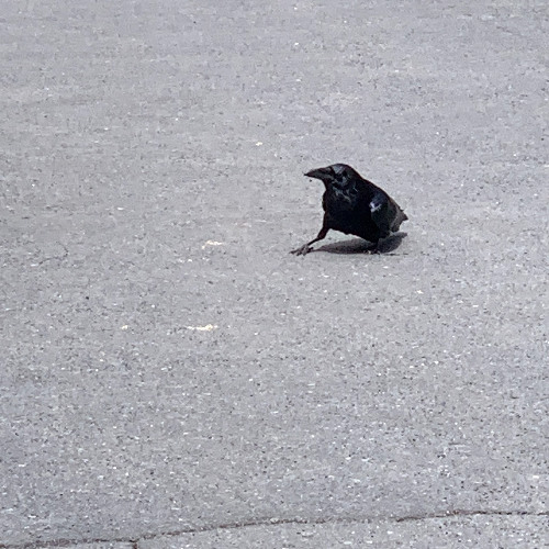 bird by bird