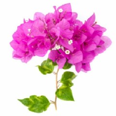 فصل گل و بلبل و بهارِن | سرود هرمزگان