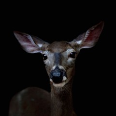 Startled Deer