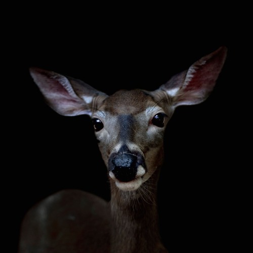 Startled Deer