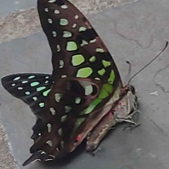 writing playlist (songs that won't overstimulate me)