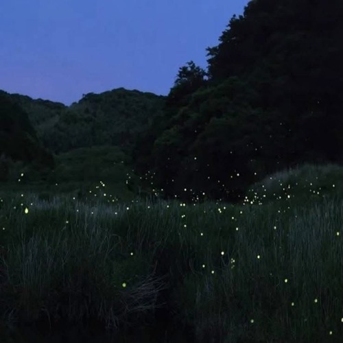 Untiljapan + Yung Kayo - Fireflies (bhristo) [slump audios exclusive + rrickkky]