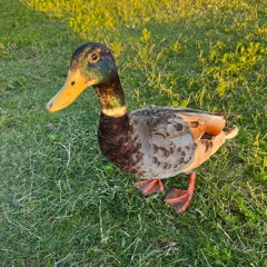 Leisurely Friday Mix