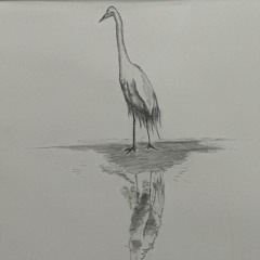 Heron