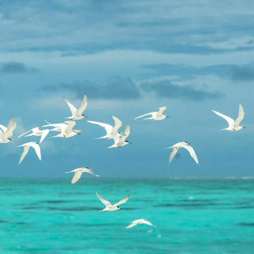 Stream 9 Ways To Protect Our Bird From Illnesses from knowledge world