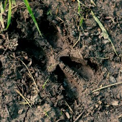 La hauteur du sanglier