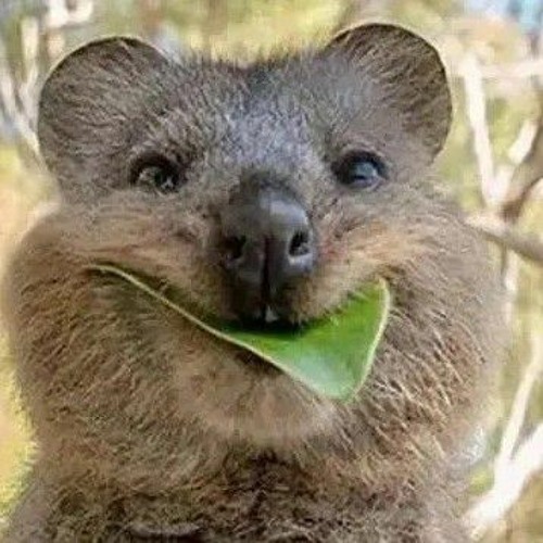 Stream Dthang gzz box (bass boosted) by tt1rst Listen online for free on SoundCloud