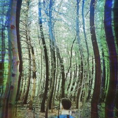 Mr. Clean's Forest
