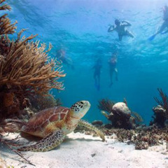 Best Snorkeling In Mexico Riviera Maya Prices Reviews