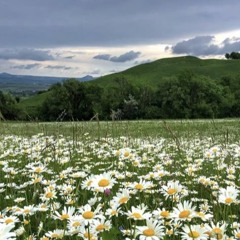 compo20250330 (Margaritas)