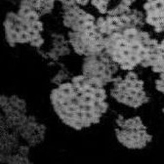 cathar x witchtongue - id