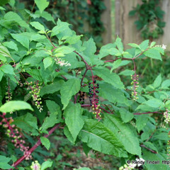 Guide - American Pokeweed