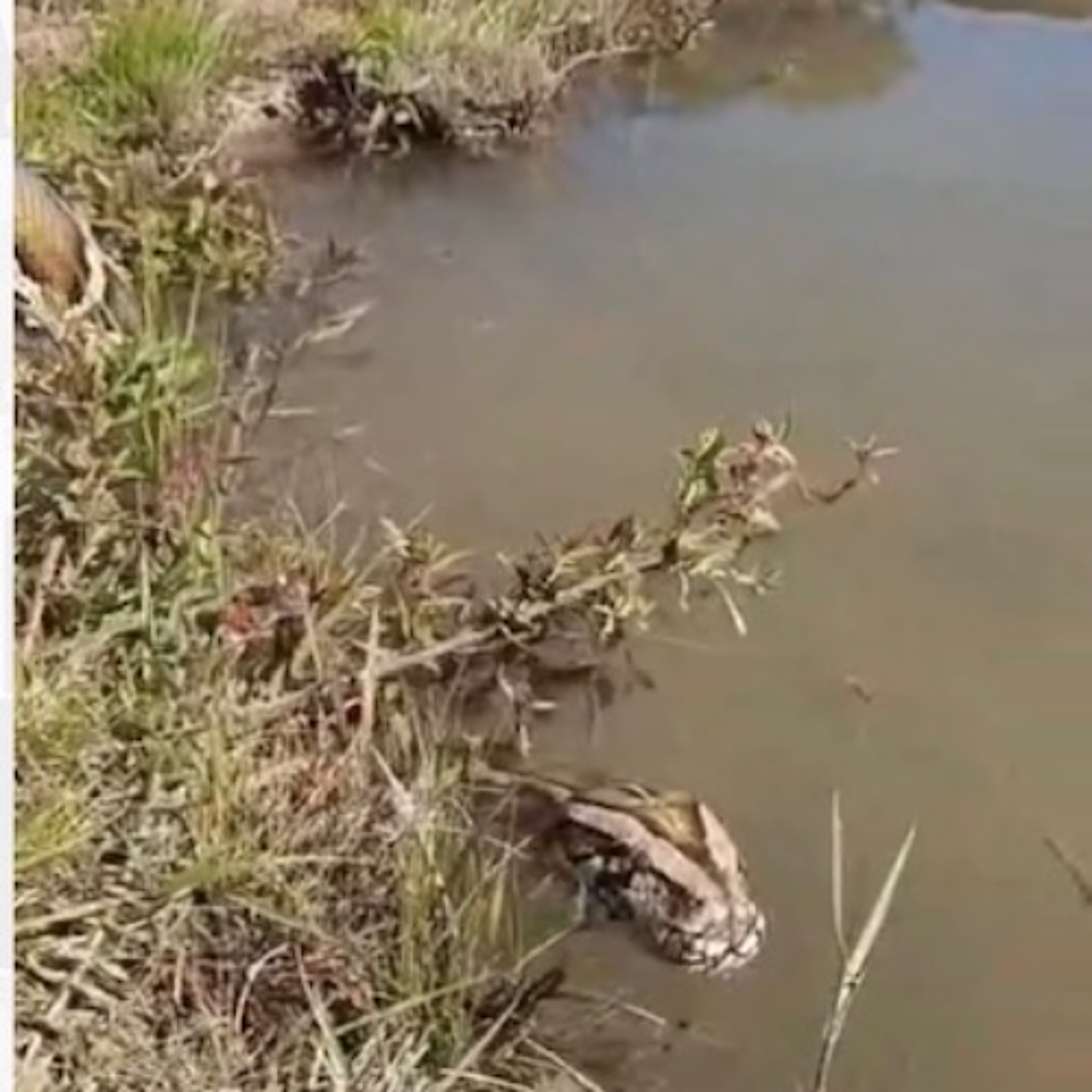 Fake Fact Check: Roshnee’s "Giant" Snake: The Truth Behind the Viral Video