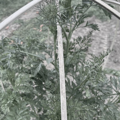 Carrot...1