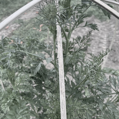 Carrot...1