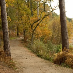 Delamere