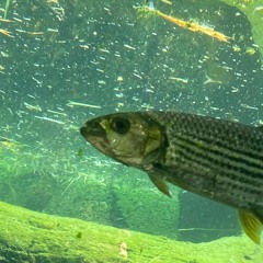 Don't Let Me Down - Edit Audio