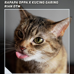 Rapapa Oppa X Kucing Garing