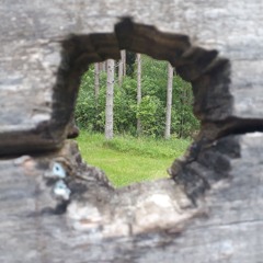 Tammele/To the oaktree