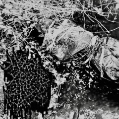 Postmortem Castration