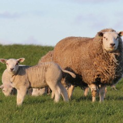 Lucas La Cava - Texel