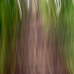 Intentional Camera Movement (ICM) Tips and Tricks