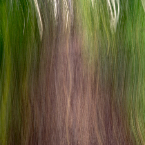 Intentional Camera Movement (ICM) Tips and Tricks