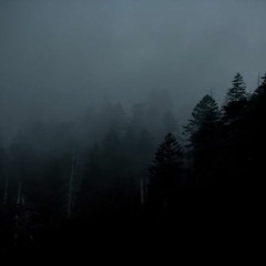 Dark Forest In The Fog