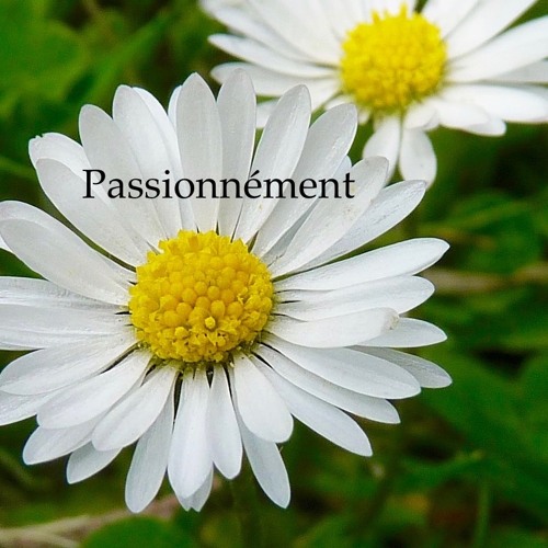 Passionnément