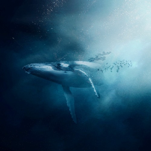 Under The Ocean