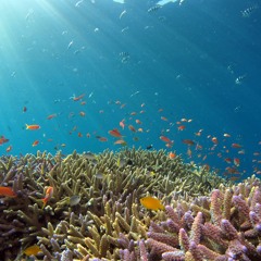NeuraQuarium