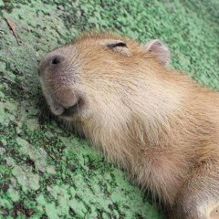 Đi ngủ 💤💤