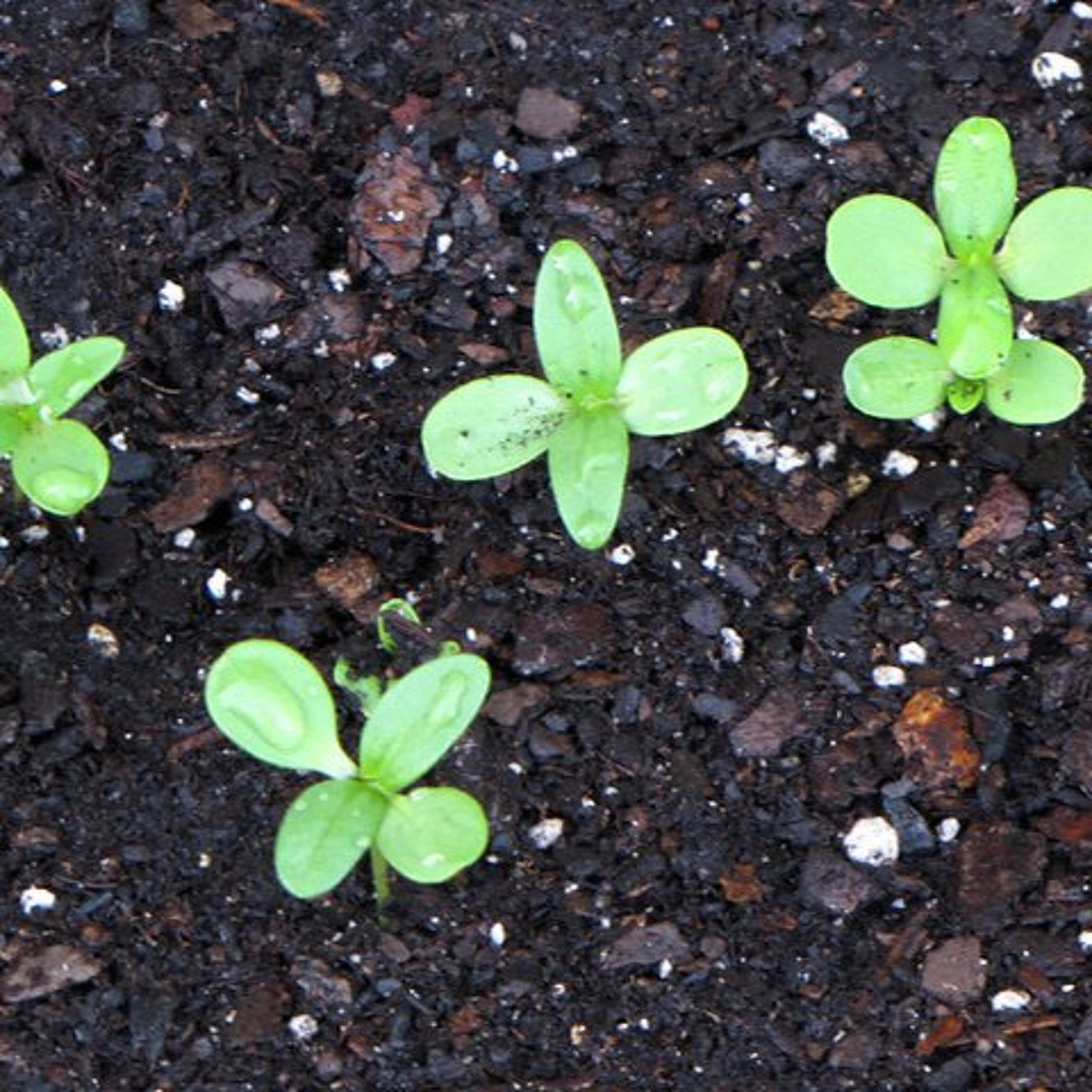 Raise a Garden, Raise a Ruckus with Robin Wall Kimmerer