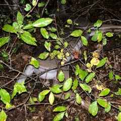 Relieved Pub of Burnt Flesh